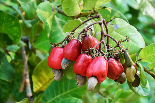 Raw Cashew Nuts